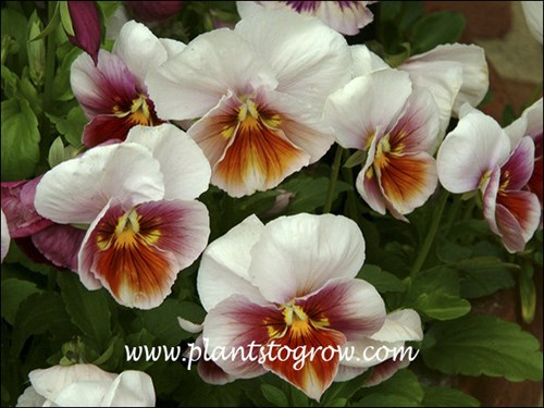 Viola Antique shades